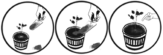 Planting a rose cutting
