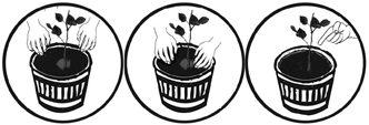 Planting a rose cutting