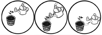 Planting a rose cutting