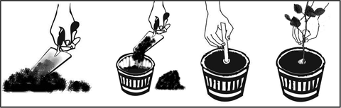 Planting a rose cutting