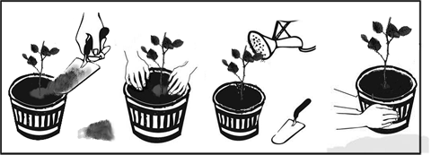 Planting a rose cutting